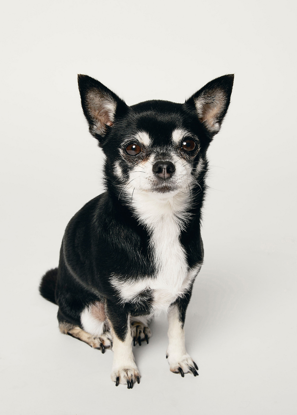 BooHead of Barketing