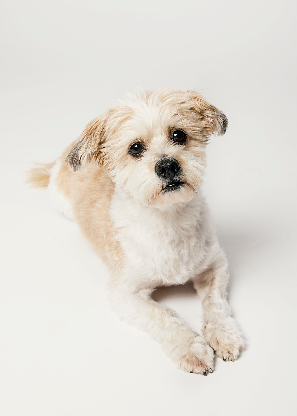 HarveyDirector of Happiness